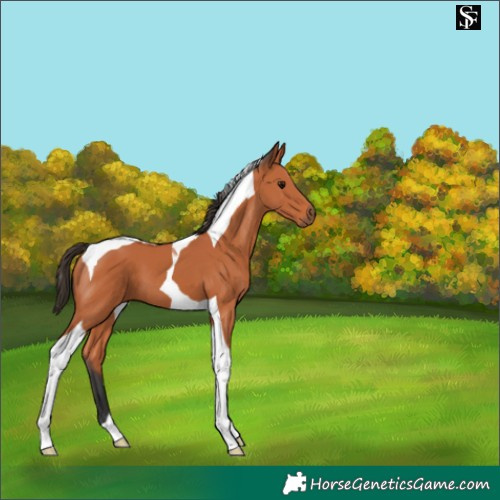 Horse Color:Bay Tobiano 