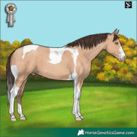 Horse Color:Amber Champagne Tobiano