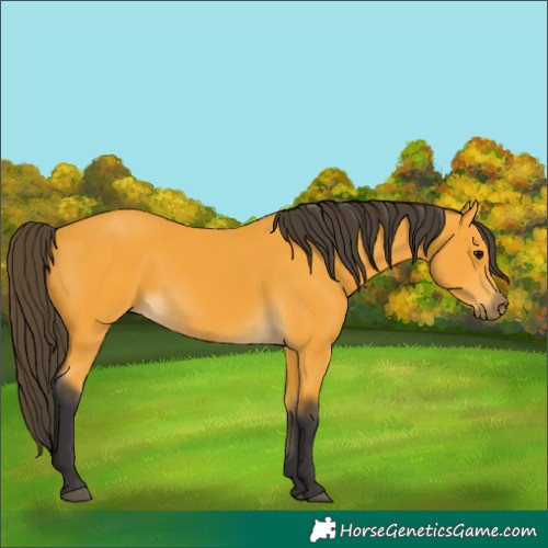 Horse Color:Buckskin 