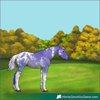 Horse Color:Gray Watercolor White Spotted Silver Grullo Tobiano Blanket 