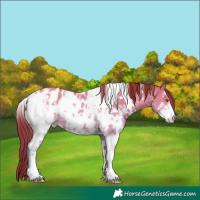 Horse Color:White Spotted Classic Champagne Dun Sabino Appaloosa Rabicano 