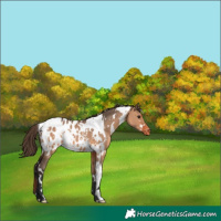 Horse Color:White Spotted Bay Dun Blanket 