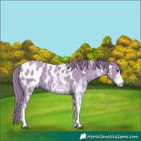 Horse Color:Watercolor White Spotted Black Pearl Appaloosa