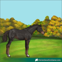 Horse Color:Liver Chestnut 