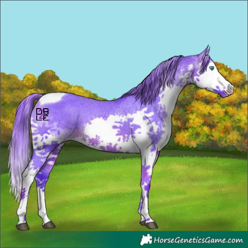Horse Color:Watercolor Brown Splash Tobiano Appaloosa 