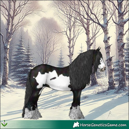 Horse Color:Midnight Grullo Frame Rabicano 