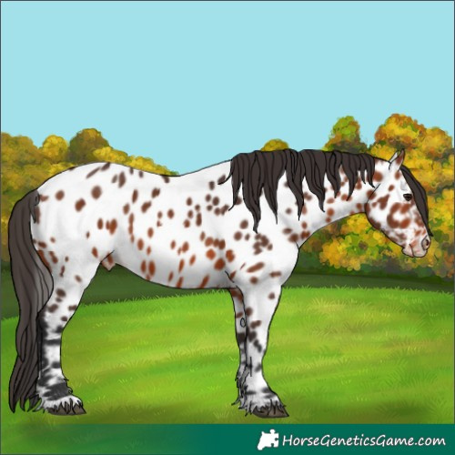 Horse Color:Bay Near Leopard