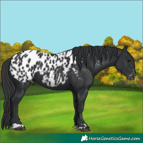 Horse Color:Black Appaloosa