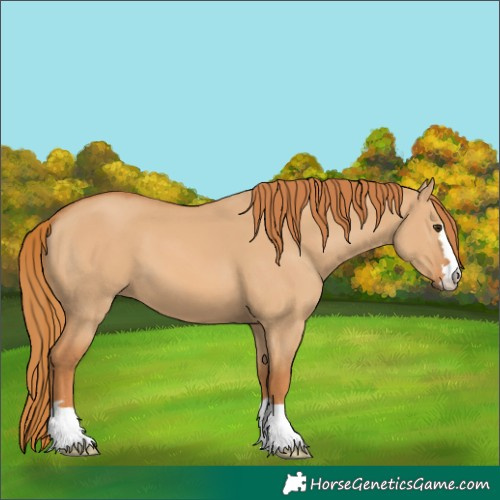 Horse Color:Red Dun