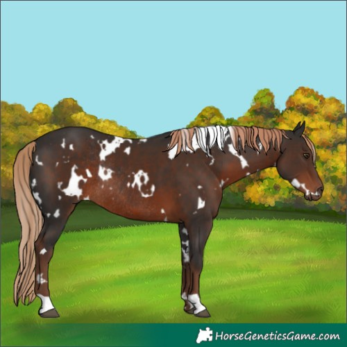 Horse Color:White Spotted Liver Chestnut Rabicano 
