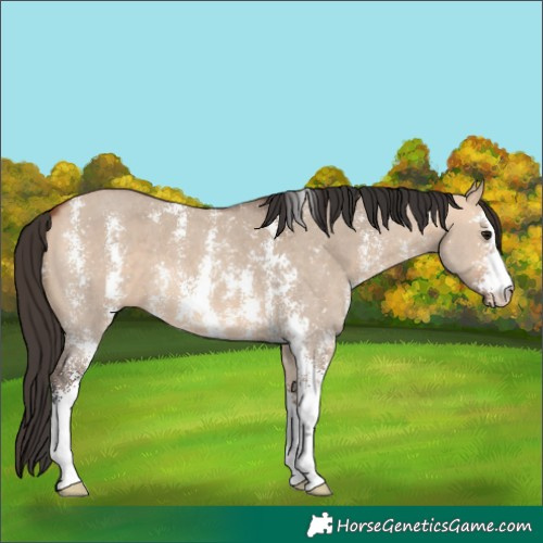 Horse Color:Bay Dun Sabino 