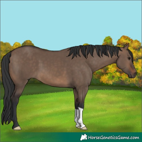 Horse Color:Brown Dun 