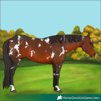 Horse Color:White Spotted Bay 