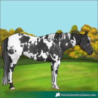 Horse Color:White Spotted Black