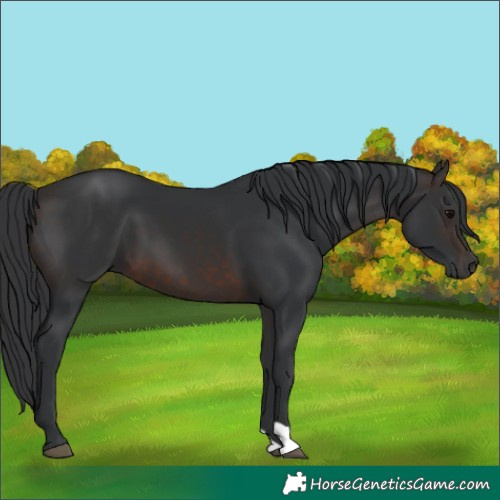 Horse Color:Brown 