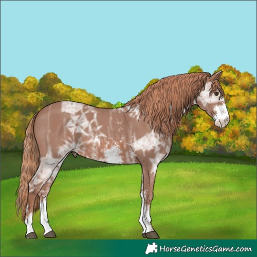 Horse Color:Chestnut Ice Sabino 