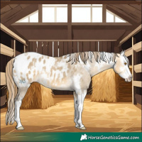 Horse Color:White Spotted Buckskin Dun Splash Appaloosa Rabicano 