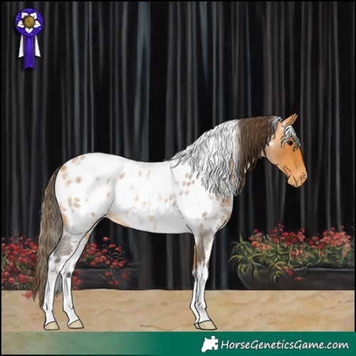 Horse Color:White Spotted Buckskin Roan Appaloosa 