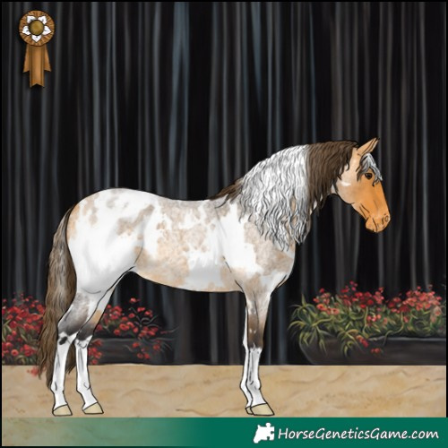 Horse Color:White Spotted Buckskin Roan Appaloosa