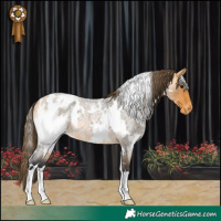 Horse Color:White Spotted Buckskin Roan Appaloosa