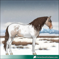 Horse Color:Brown Roan Dun Tobiano Appaloosa 