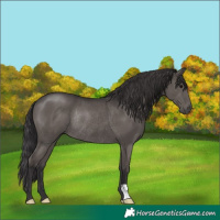 Horse Color:Smoky Black Rabicano 