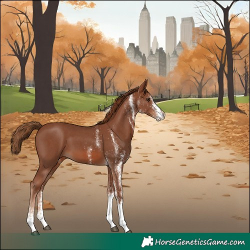 Horse Color:White Spotted Chestnut 