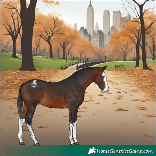 Horse Color:Bay Splash Appaloosa 