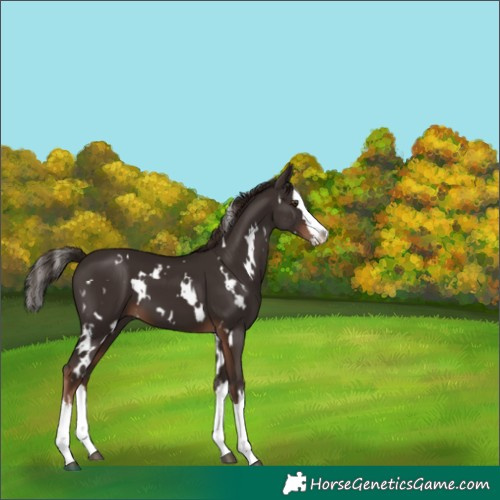 Horse Color:White Spotted Liver Chestnut Splash 