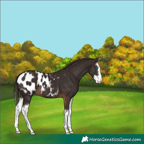Horse Color:Liver Chestnut Splash Appaloosa 