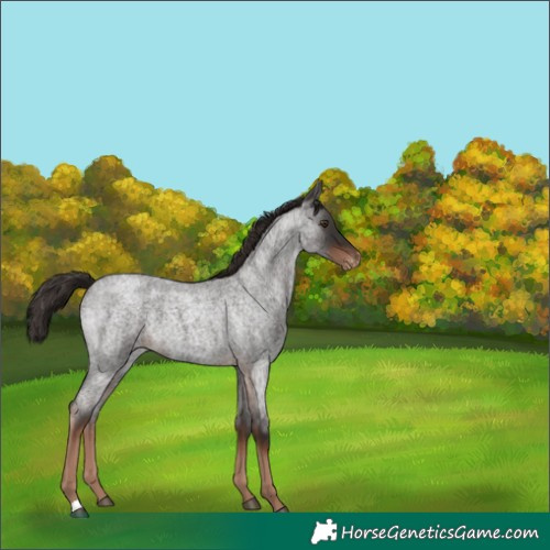 Horse Color:Liver Red Roan Appaloosa