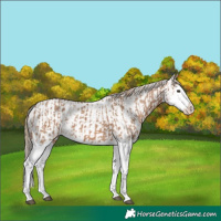 Horse Color:Red Dun Splash  and Red Dun Splash 