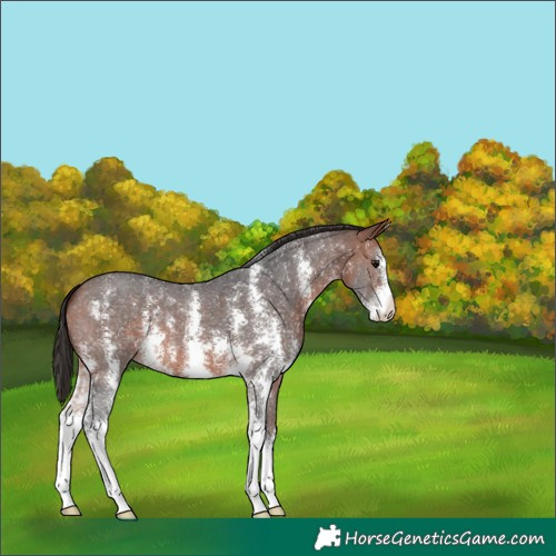 Horse Color:Bay Sabino 