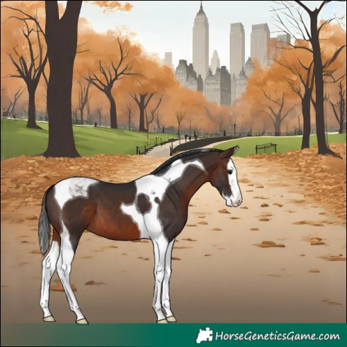Horse Color:Brown Splash Tobiano 