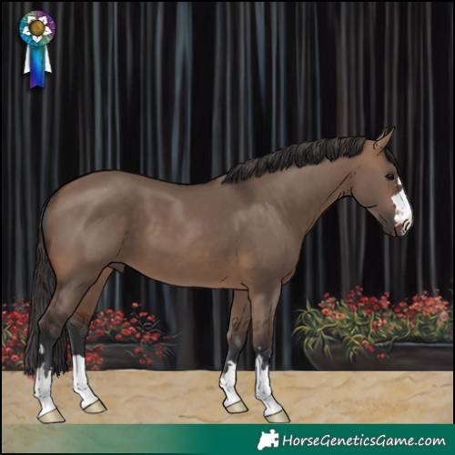 Horse Color:Brown Dun 