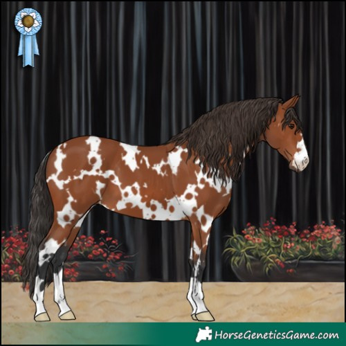 Horse Color:White Spotted Bay 