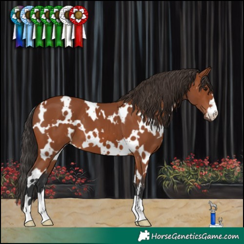 Horse Color:White Spotted Bay 