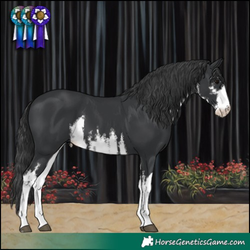 Horse Color:White Spotted Black 