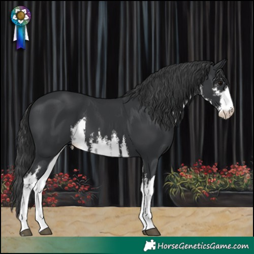 Horse Color:White Spotted Black 