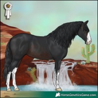 Horse Color:White Spotted Brown 