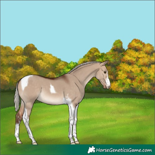 Horse Color:White Spotted Silver Bay Dun Tobiano 