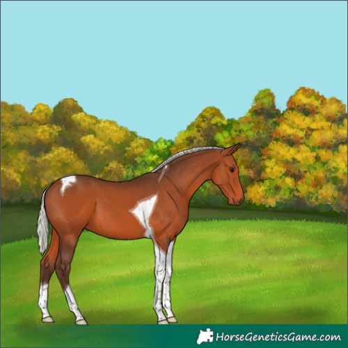 Horse Color:Silver Brown Tobiano 
