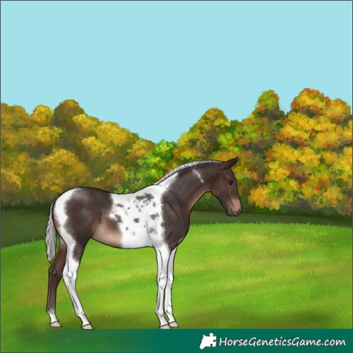 Horse Color:Silver Brown Tobiano 