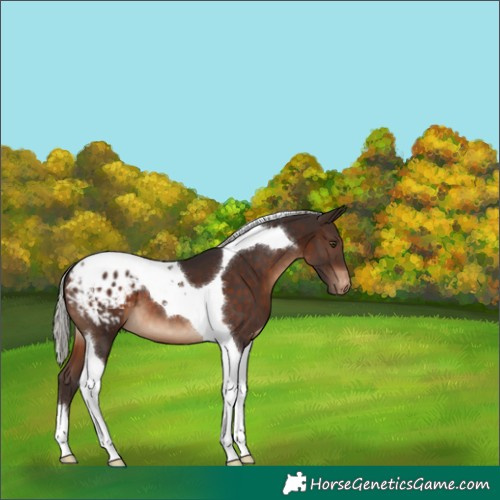 Horse Color:Silver Brown Tobiano Appaloosa 