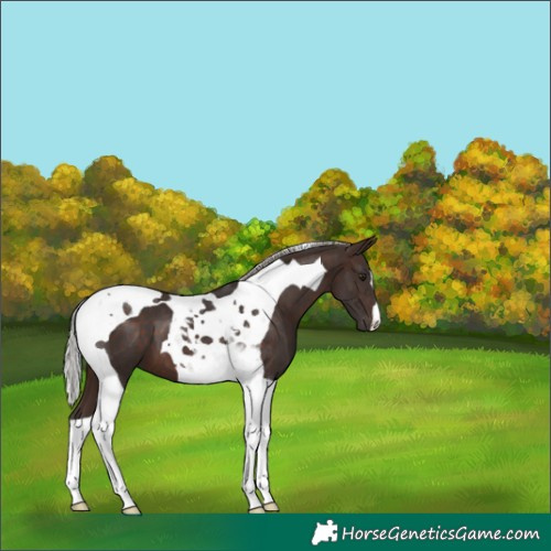 Horse Color:Silver Brown Tobiano