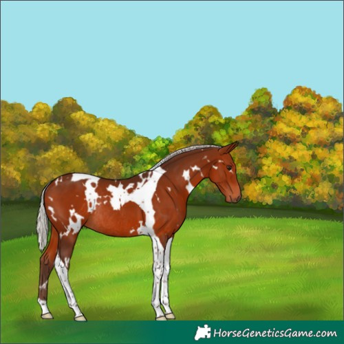 Horse Color:White Spotted Silver Bay Tobiano Rabicano