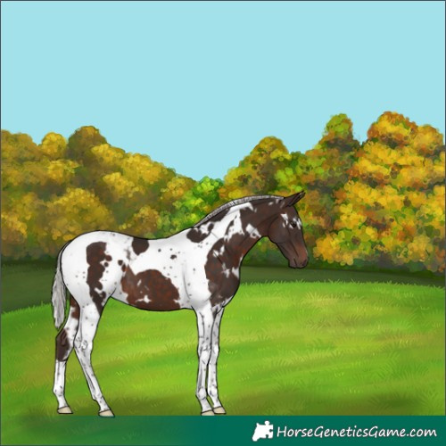 Horse Color:White Spotted Silver Brown Tobiano 