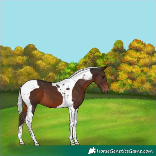 Horse Color:Silver Brown Tobiano