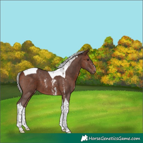 Horse Color:Silver Brown Sabino Tobiano 