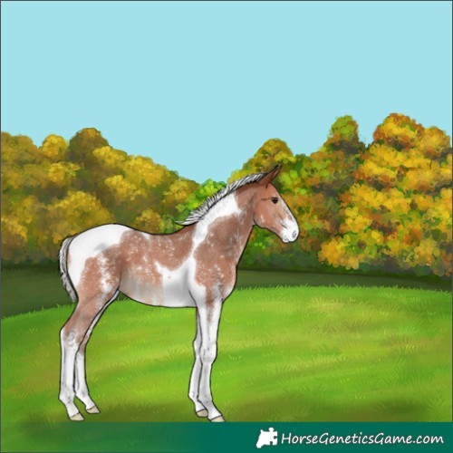 Horse Color:Silver Bay Sabino Tobiano 